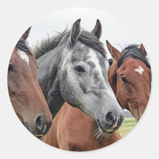horse classic round sticker