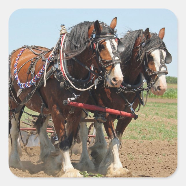 Horse Clydesdale Farming Photo Square Sticker (Front)