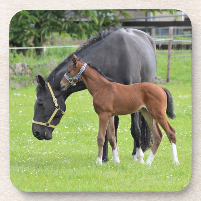 Horse coasters (Front)