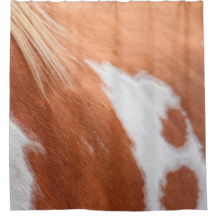 Horse coat animal equine tan