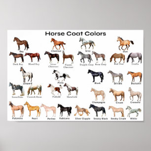 Horse Coat Colours Poster