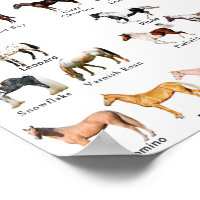 Horse Coat Colors Poster