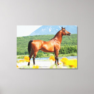 horse collection. arabian bay canvas print