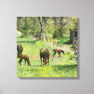 Horse & Colts In Pasture - Square Canvas Art