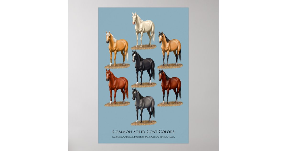 Horse Common Solid Coat Colours Chart