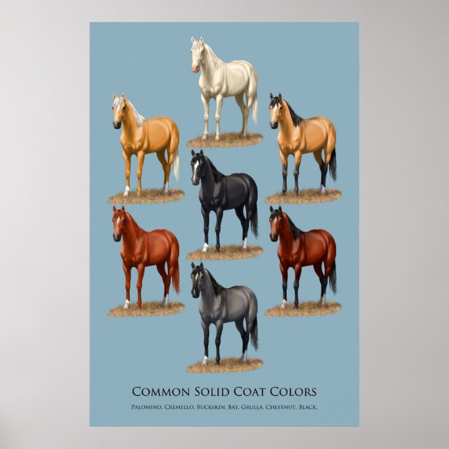 Horse Common Solid Coat Colours Chart (Front)