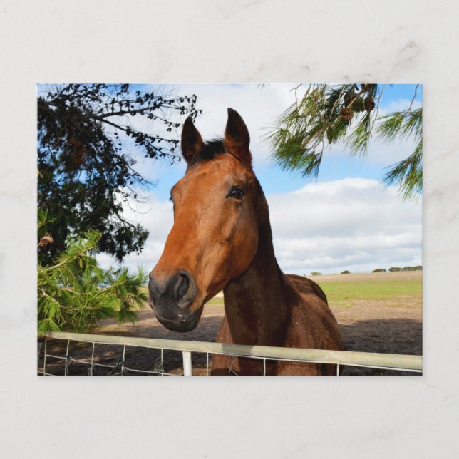 Horse_Delights,_Postcard Postcard (Front)
