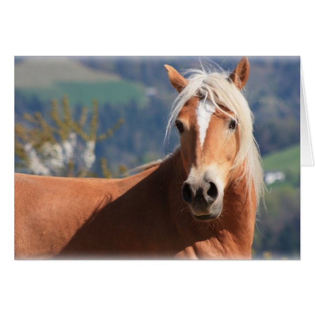 Horse d'Haflinger (Devant horizontal)