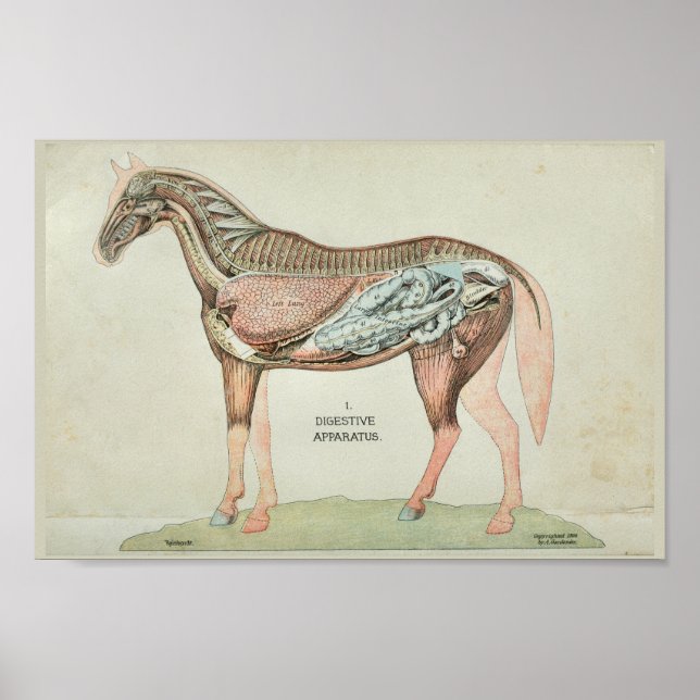 Horse Digestive Apparatus Internal Anatomy Print (Front)