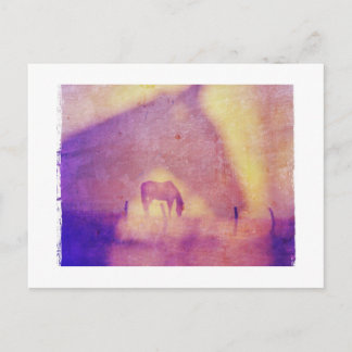 Horse Dreams Postcard