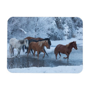 Horse Drive in Winter Magnet