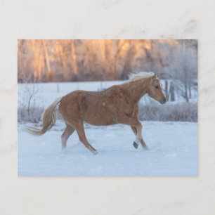 Horse Drive in Winter on Hideout Ranch Postcard
