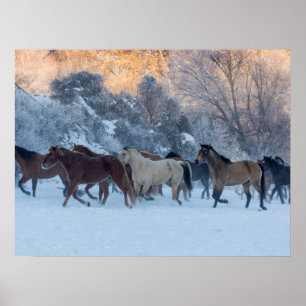 Horse Drive in Winter on Hideout Ranch Poster