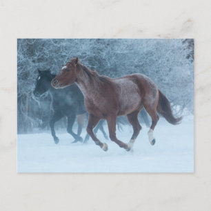 Horse Drive Postcard