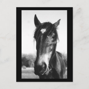 Horse, Dunwich, Angleterre - Carte postale