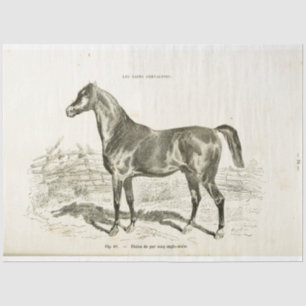 Horse Ephemera Decoupage Vintage French Tissue Pap Paper