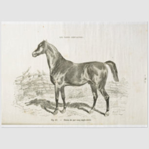 Horse Ephemera Decoupage Vintage French Tissue Pap Tissue Paper