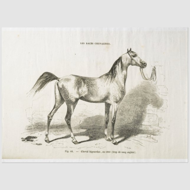 Horse Ephemera Decoupage Vintage French  Tissue Paper (Front)