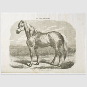 Horse Ephemera Decoupage Vintage French  Tissue Paper
