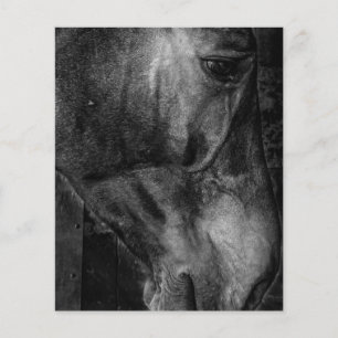 Horse   Equestrian Canvas Flyer