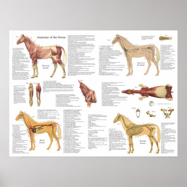 Horse Equine Anatomy Muscles Skeleton Poster (Front)
