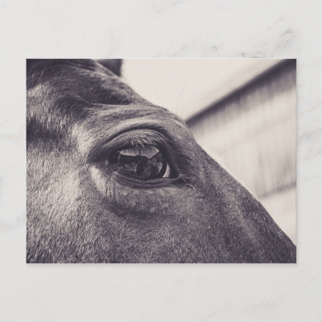 Horse Eye 001 Postcard (Front)