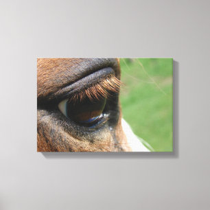 Horse Eye Canvas Print