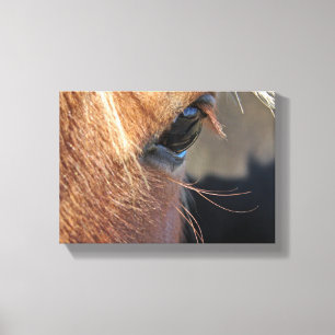 Horse Eye Canvas Print