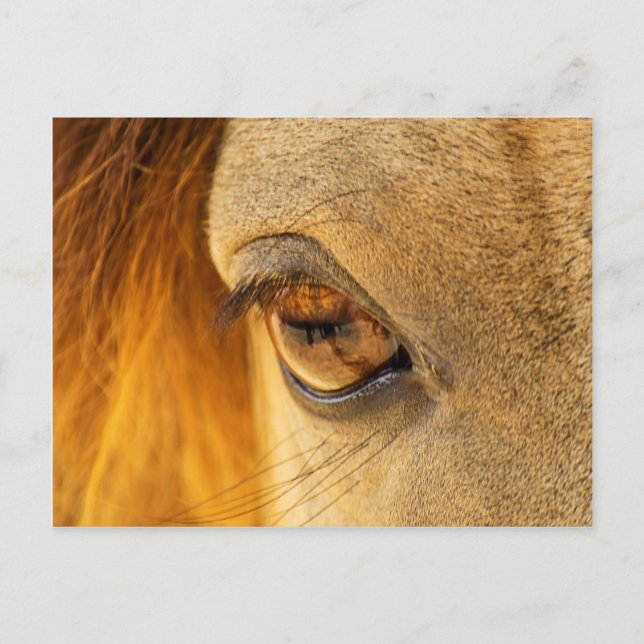 Horse eye postcard (Front)