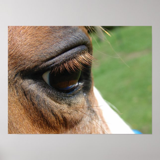 Horse Eye Poster (Front)