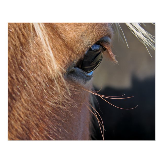 Horse Eye Poster (Front)