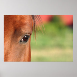 Horse Eye Poster