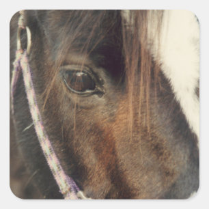 Horse Eye View Square Sticker