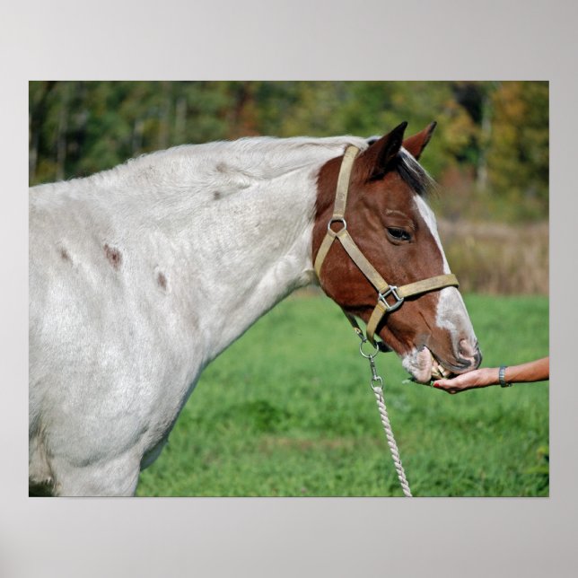 Horse Feed Poster (Front)