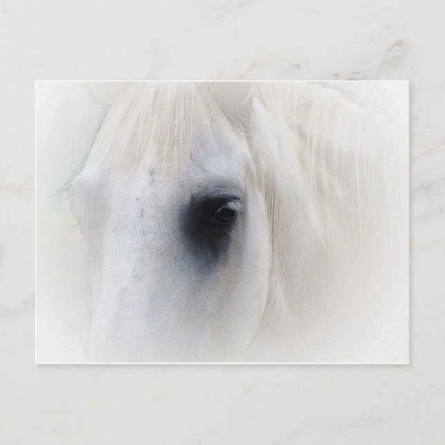 Horse & Floral Postcard (Front)