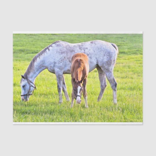 Horse & Foal Tissue Paper  (Front)