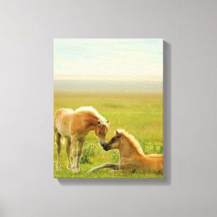 Horse Foals Canvas Print