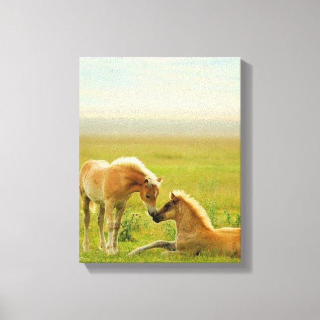 Horse Foals Canvas Print (Front)