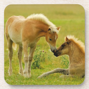 Horse Foals Coaster