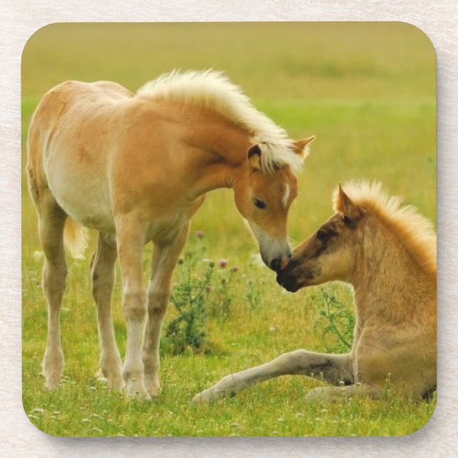 Horse Foals Coaster (Front)