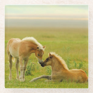 Horse Foals Glass Coaster