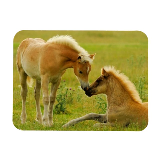 Horse Foals Magnet (Horizontal)