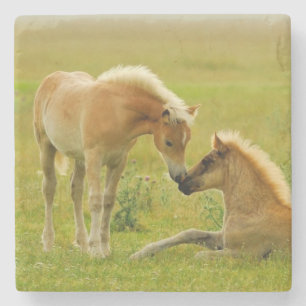 Horse Foals Stone Coaster