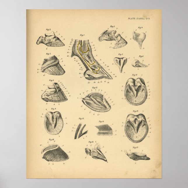 Horse Foot Hoof Anatomy 1908 Vintage Print (Front)