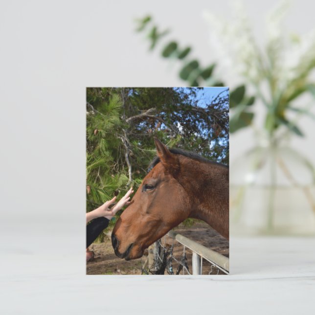 Horse Friends Forever, Postcard (Standing Front)