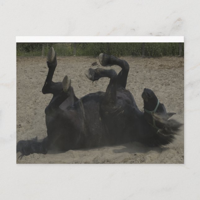 HORSE FROLICKING POSTCARD (Front)