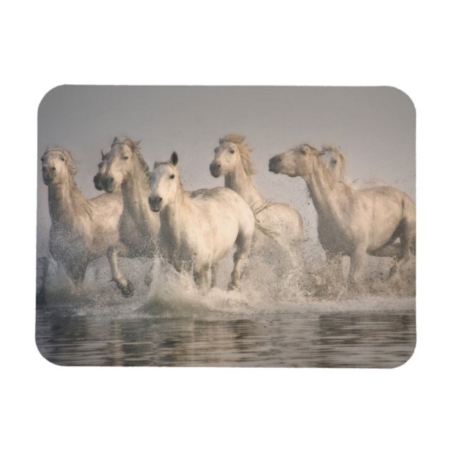 Horse Galloping in the Mediterranean Water Magnet (Horizontal)