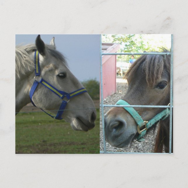 horse galore postcard (Front)