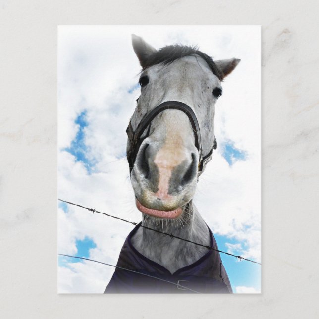 Horse Getting Lippy -  Funny Face Postcard (Front)