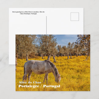 Horse grazing in a yellow flowers meadow postcard